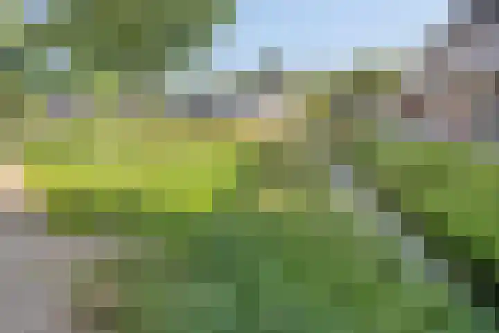 Bosweg 20 Strijen thumbnail 43