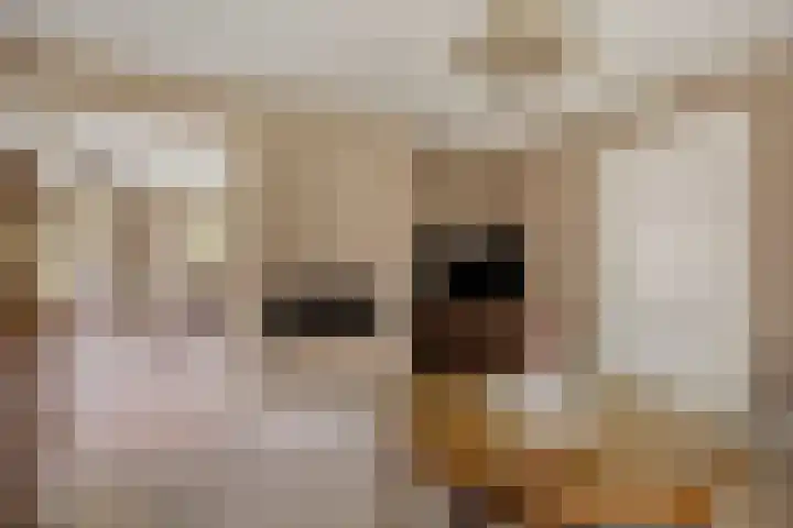 Bosweg 25 Mill thumbnail 13