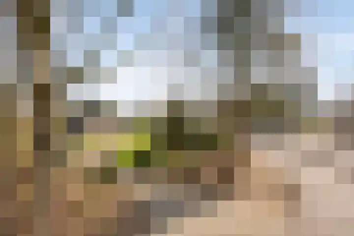 Bosweg 25 Mill thumbnail 50