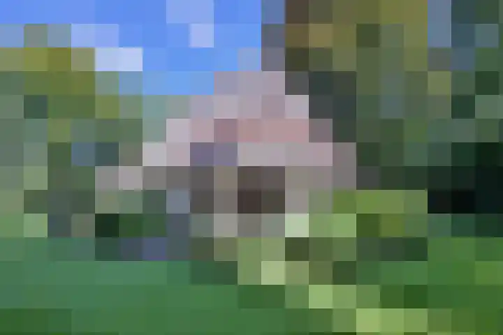 Bosweg 3 Epse thumbnail 4