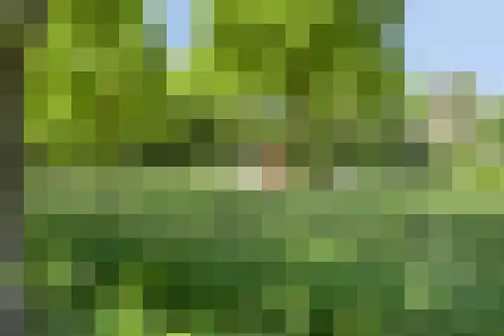 Bosweg 34 Sint Anthonis thumbnail 68