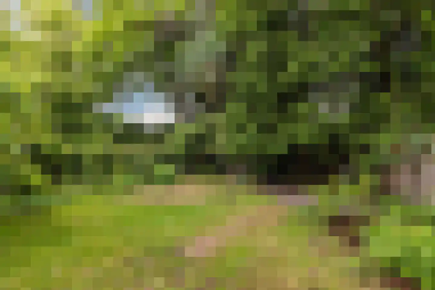 Bosweg 35 Bennekom thumbnail 44