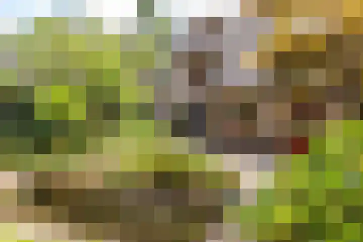 Bosweg 4 Venlo thumbnail 16