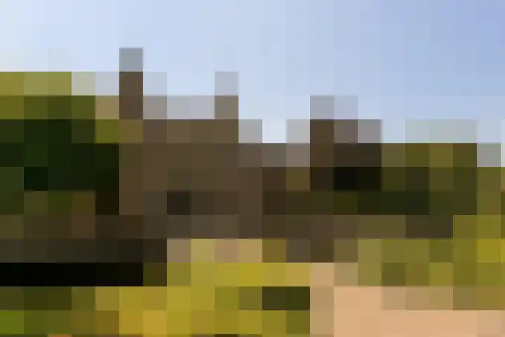 Bosweg 40 Burgh-Haamstede thumbnail 34