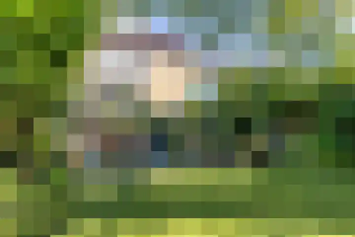 Bosweg 46 Velp thumbnail 34