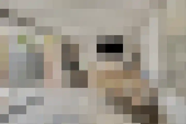 Bosweg 56 Klarenbeek thumbnail 19