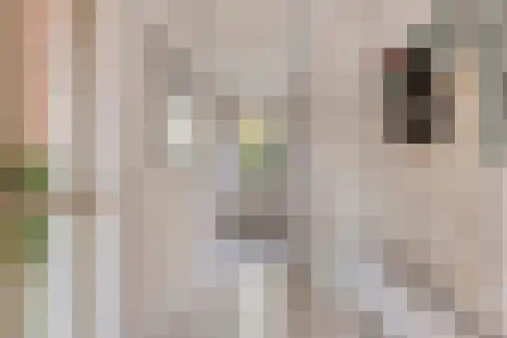 Bosweg 59 Zoutelande thumbnail 6