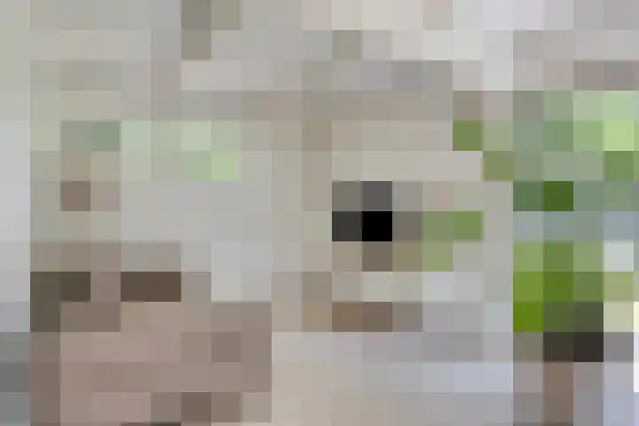Bosweg 6 a Sellingen thumbnail 13