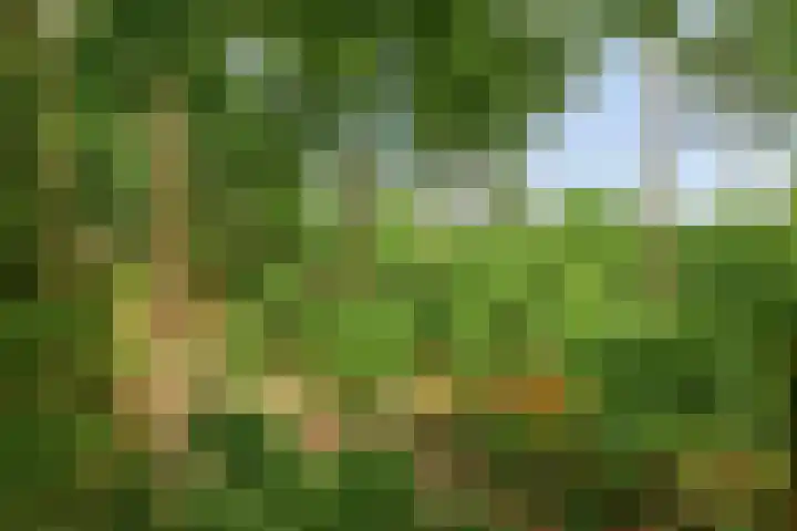 Bosweg 6 a Sellingen thumbnail 40