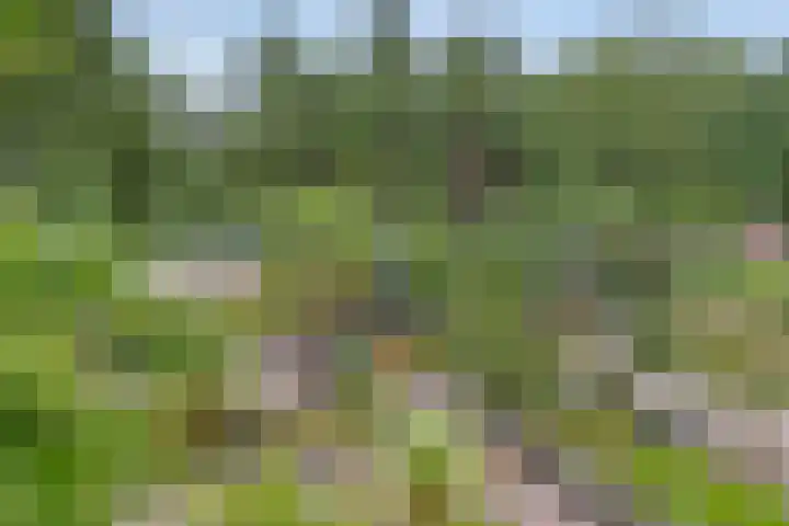 Bosweg 6 d Sellingen thumbnail 29