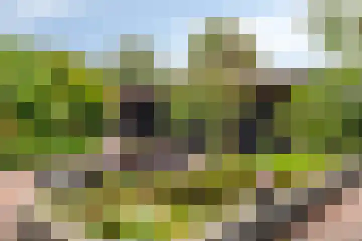 Bosweg 6 d Sellingen thumbnail 44