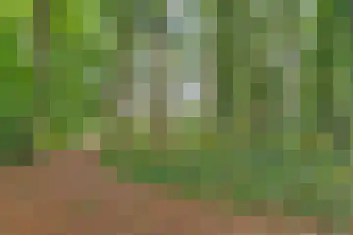 Bosweg 6 d Sellingen thumbnail 50