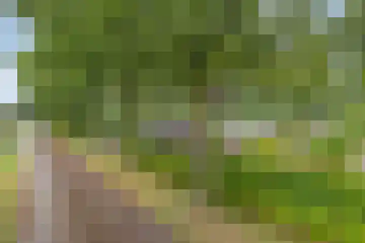 Bosweg 6 d Sellingen thumbnail 51
