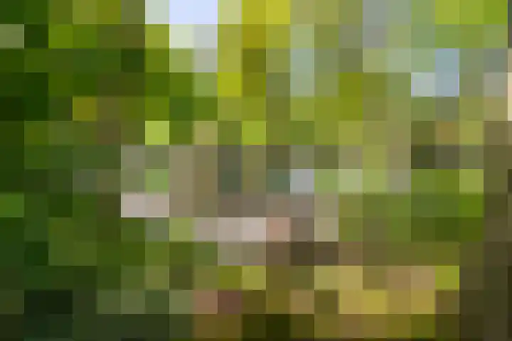 Bosweg 6 Epse thumbnail 13