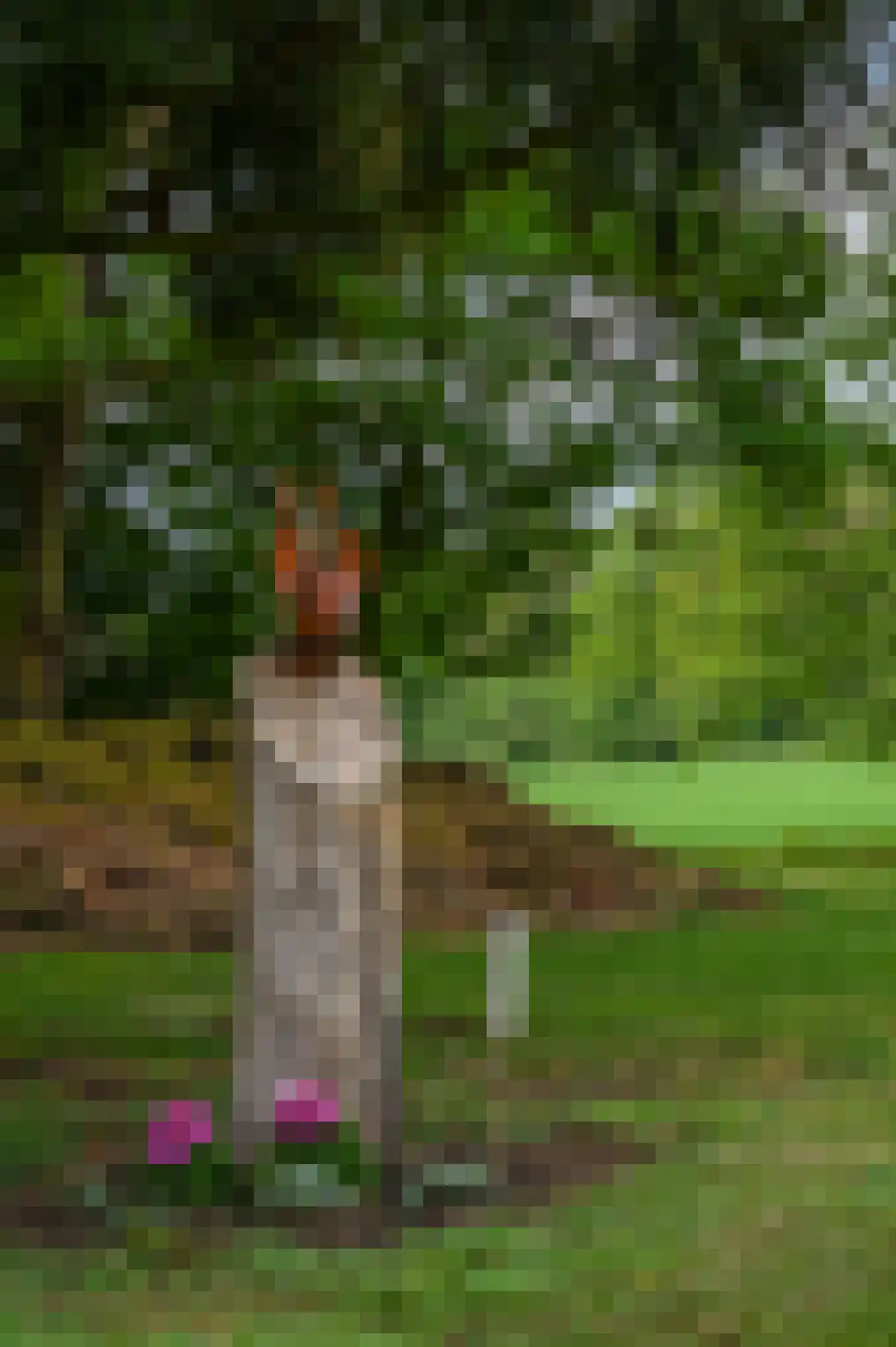 Bosweg 6 Zeddam thumbnail 51