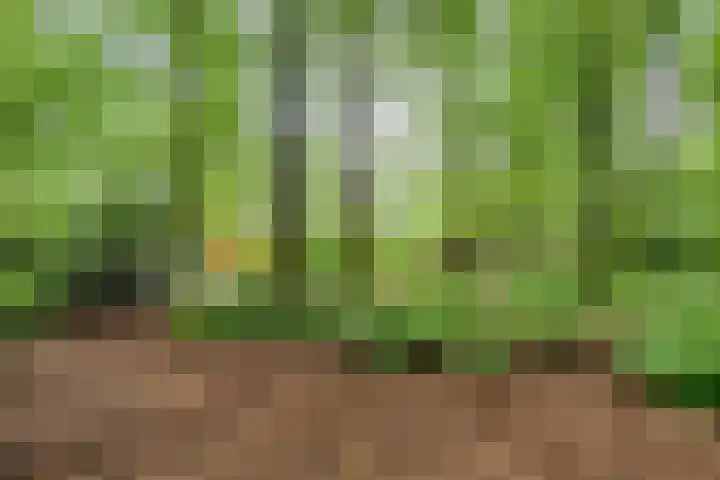 Bosweg 74 Dalfsen foto 2
