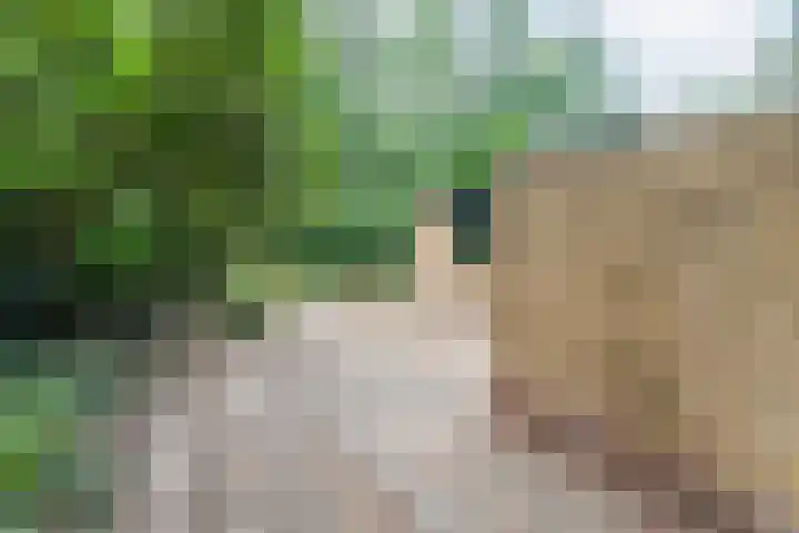 Bosweg 74 Dalfsen thumbnail 34