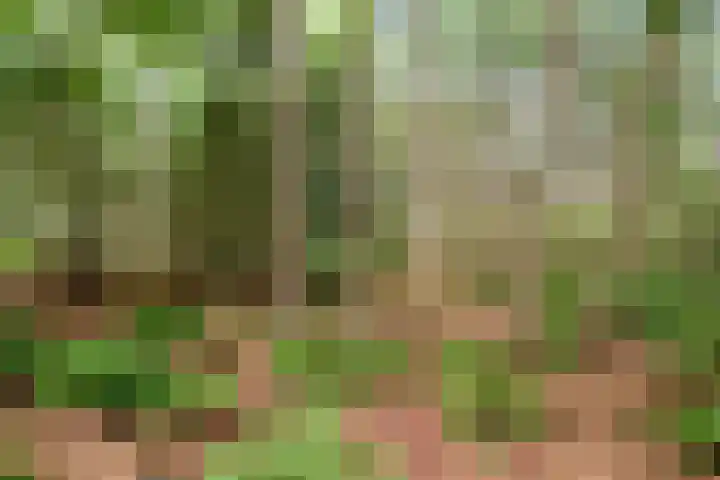 Bosweg 74 Dalfsen thumbnail 37