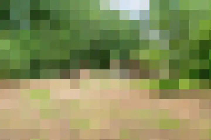 Bosweg 74 Dalfsen thumbnail 42