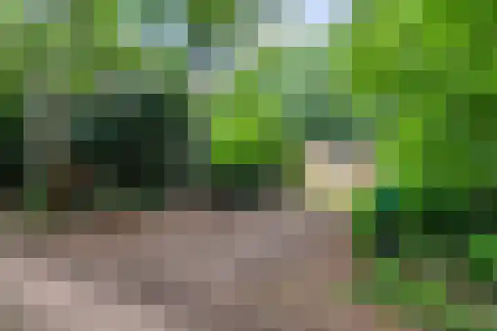 Bosweg 74 Dalfsen thumbnail 8