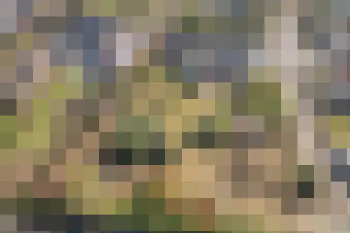 Bosweg 8 in Swolgen