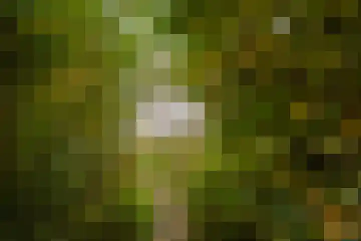 Bosweg 8 L Woerdense Verlaat thumbnail 24
