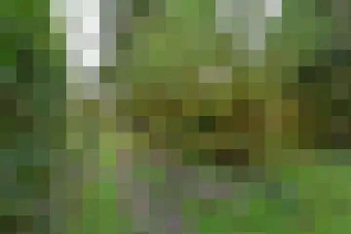 Bosweg 8 L Woerdense Verlaat thumbnail 25