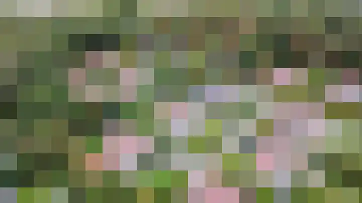 Bosweg 9 Burgh-Haamstede thumbnail 33