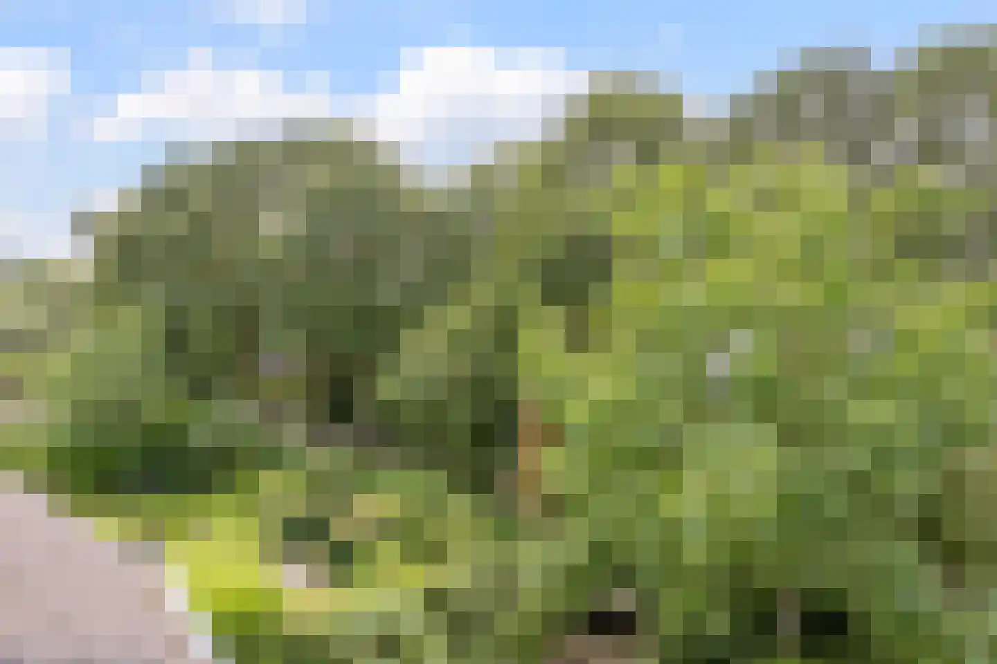 Bosweide 7 Breda thumbnail 36
