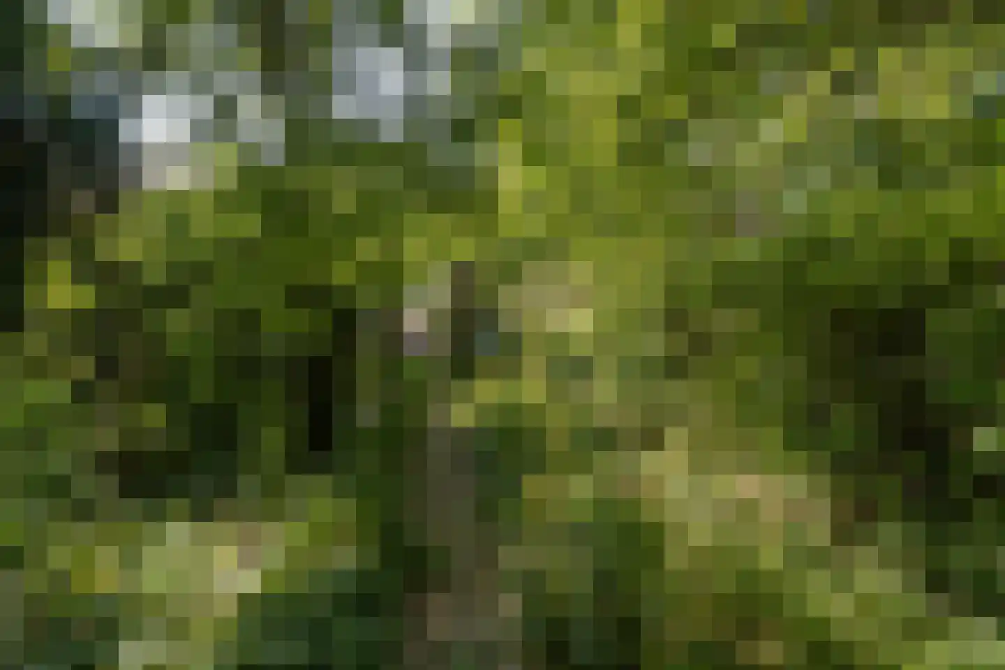 Boswijklaan 28 Doorn thumbnail 32