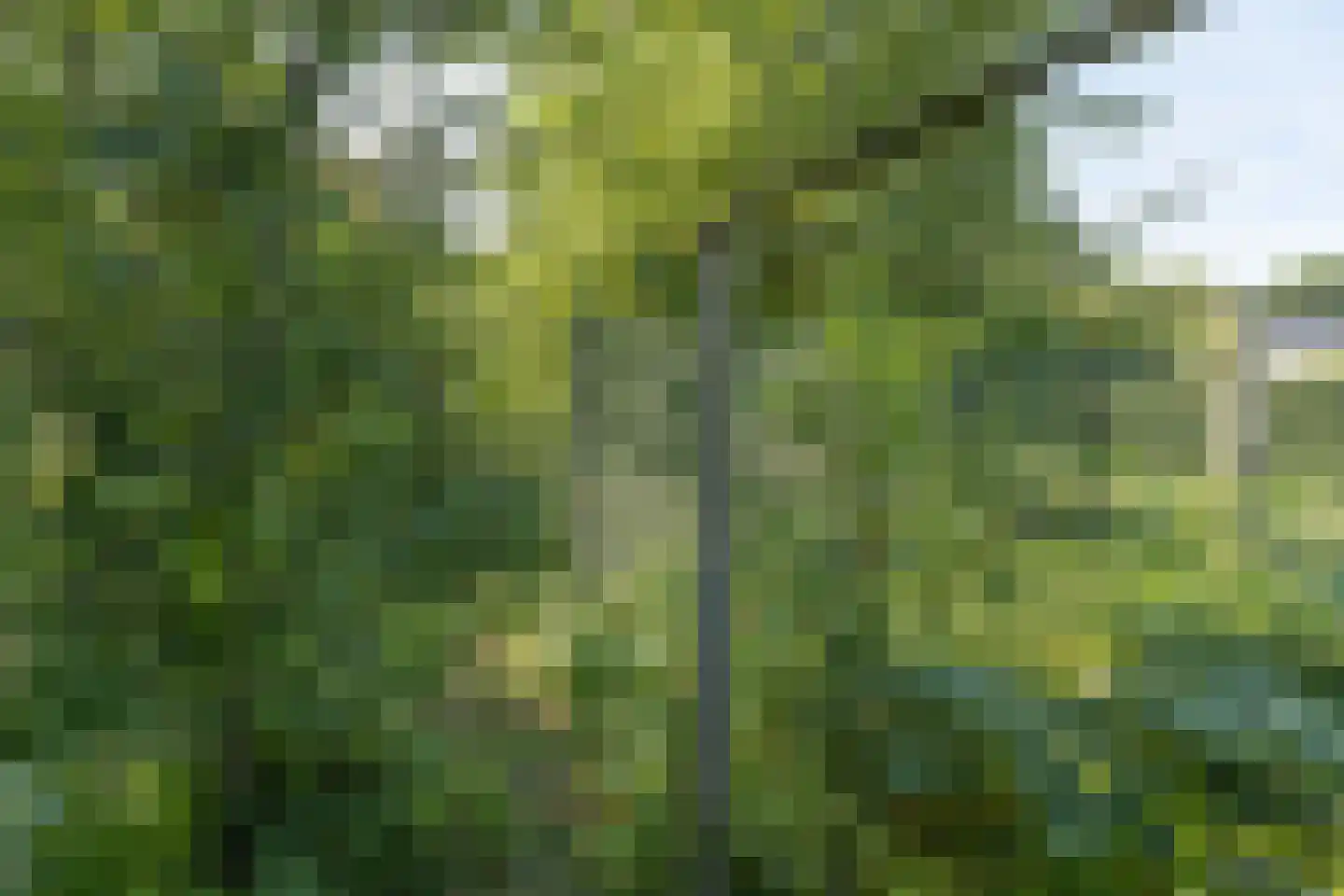 Boswijklaan 28 Doorn thumbnail 40