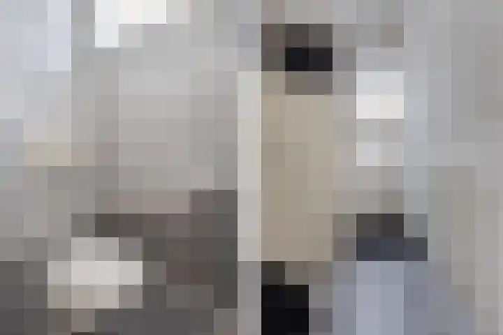 Boszoom 27 Marknesse thumbnail 12