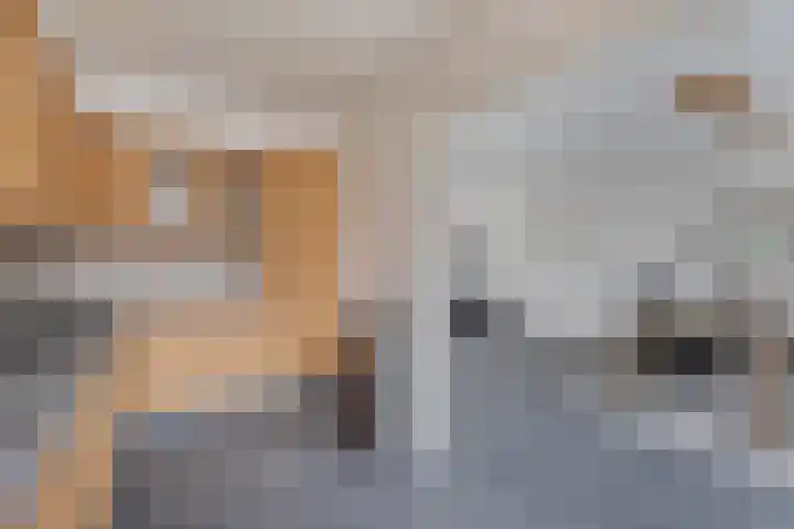 Boszoom 27 Marknesse thumbnail 23