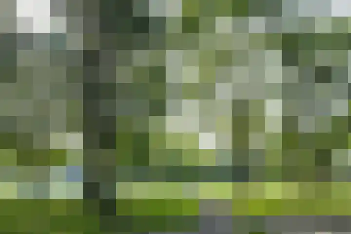 Boterbloem 1 C Purmerend thumbnail 43