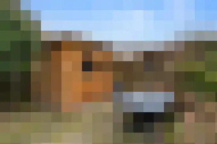 Boterbloem 12 Bennekom thumbnail 12