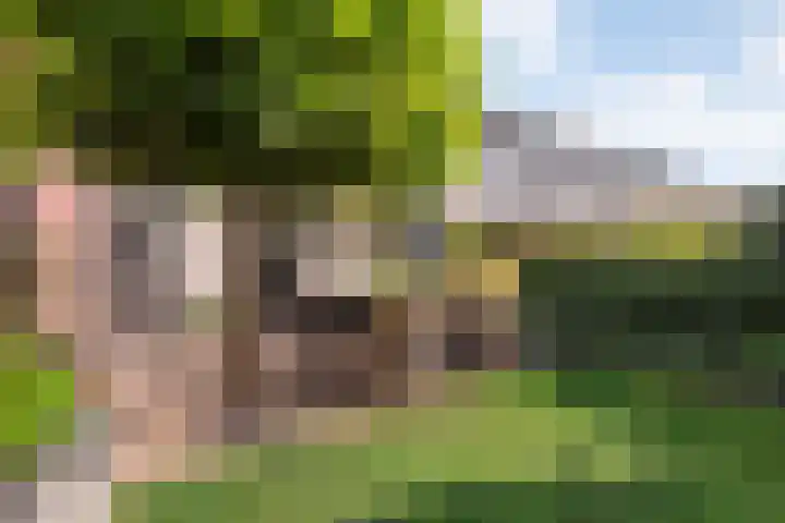 Boterbloem 12 Hardenberg thumbnail 42