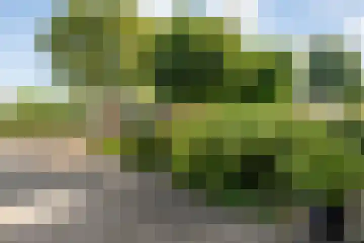 Boterbloem 12 Hardenberg thumbnail 6