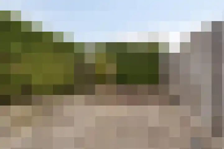 Boterbloem 13 Borne thumbnail 26