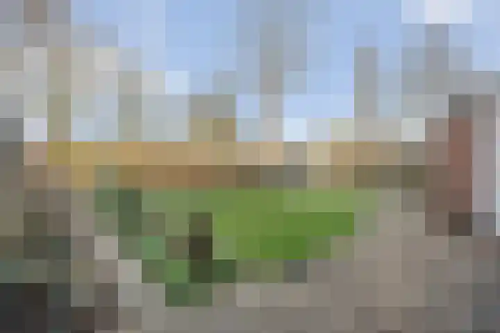 Boterbloem 13 Dalfsen thumbnail 33