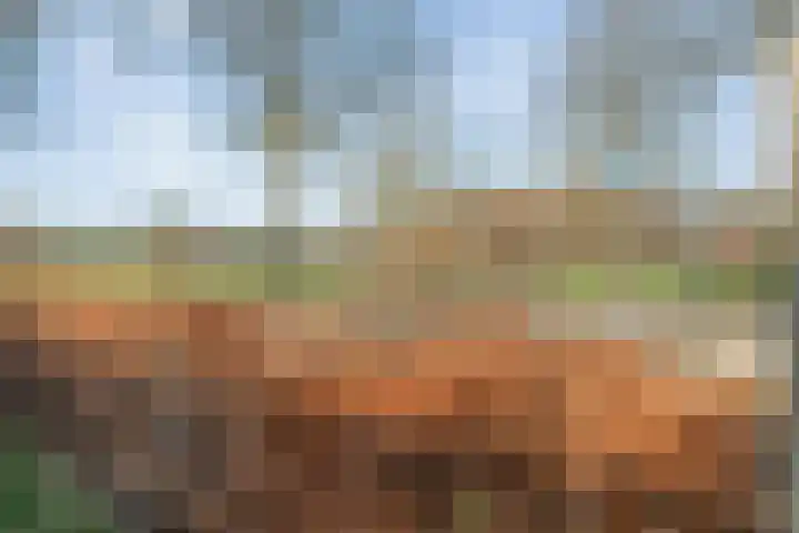 Boterbloem 13 Dalfsen thumbnail 36