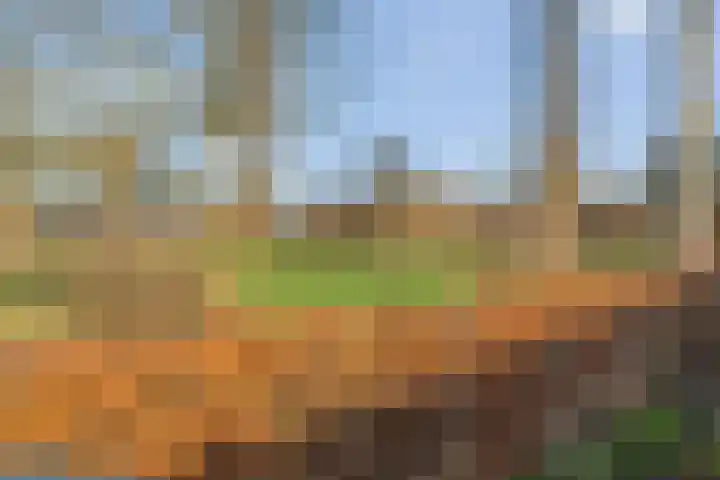 Boterbloem 13 Dalfsen thumbnail 39