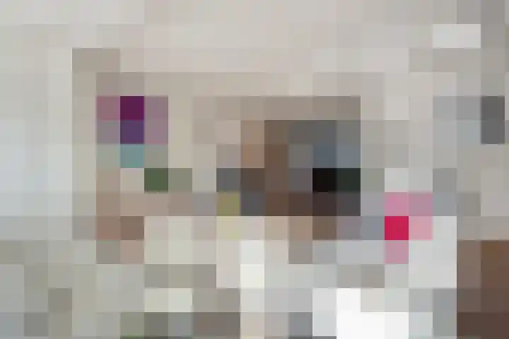 Boterbloem 13 Dalfsen thumbnail 8
