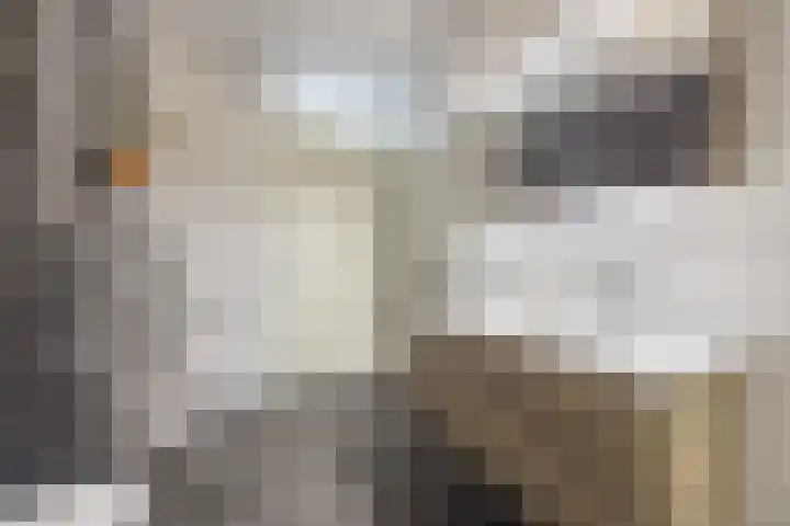 Boterbloem 14 Bodegraven thumbnail 32