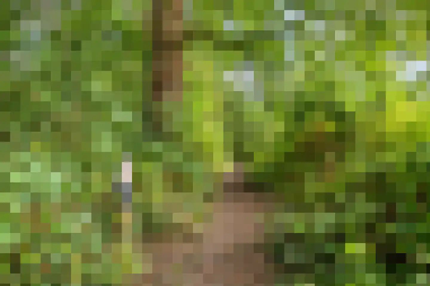 Boterbloem 15 Borne thumbnail 37