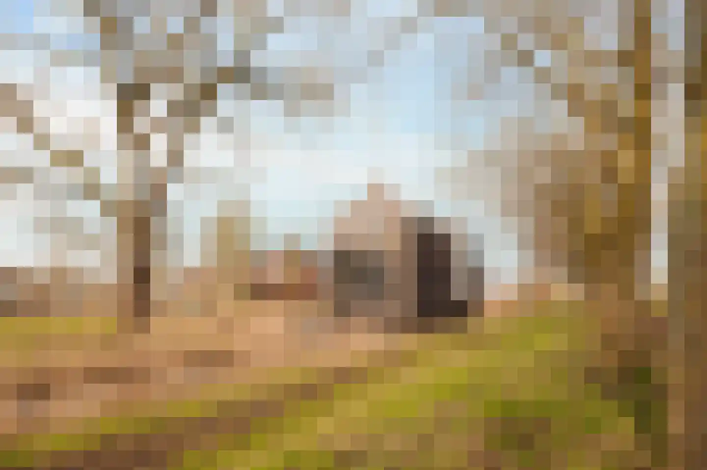 Boterbloem 17 Ouderkerk aan de Amstel thumbnail 31