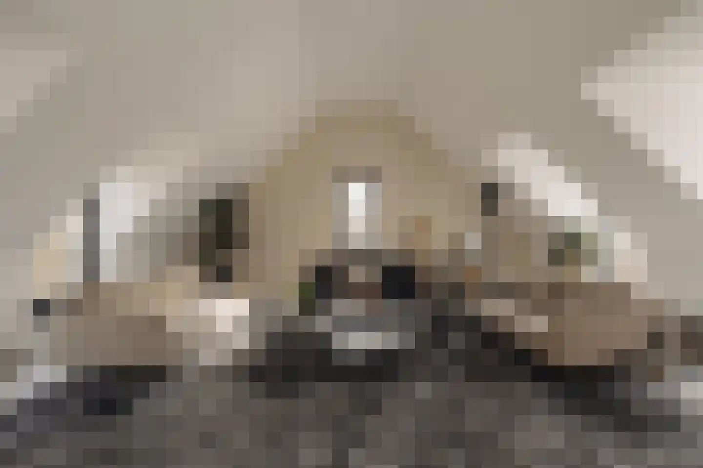 Boterbloem 17 Ouderkerk aan de Amstel thumbnail 6