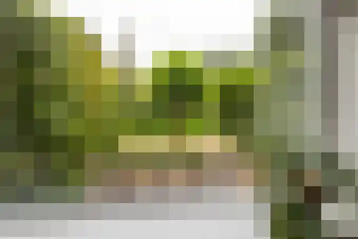 Boterbloem 20 Castricum thumbnail 14
