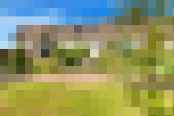 Boterbloem 20 Castricum thumbnail 5