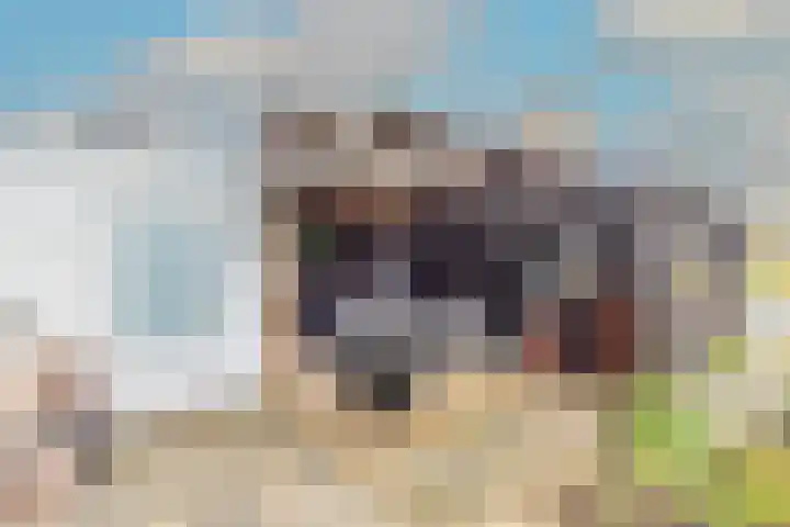 Boterbloem 23 't Veld thumbnail 40