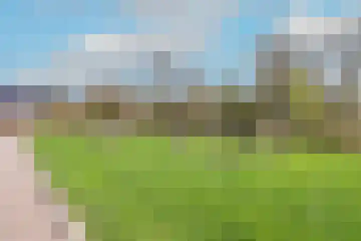 Boterbloem 23 't Veld thumbnail 48